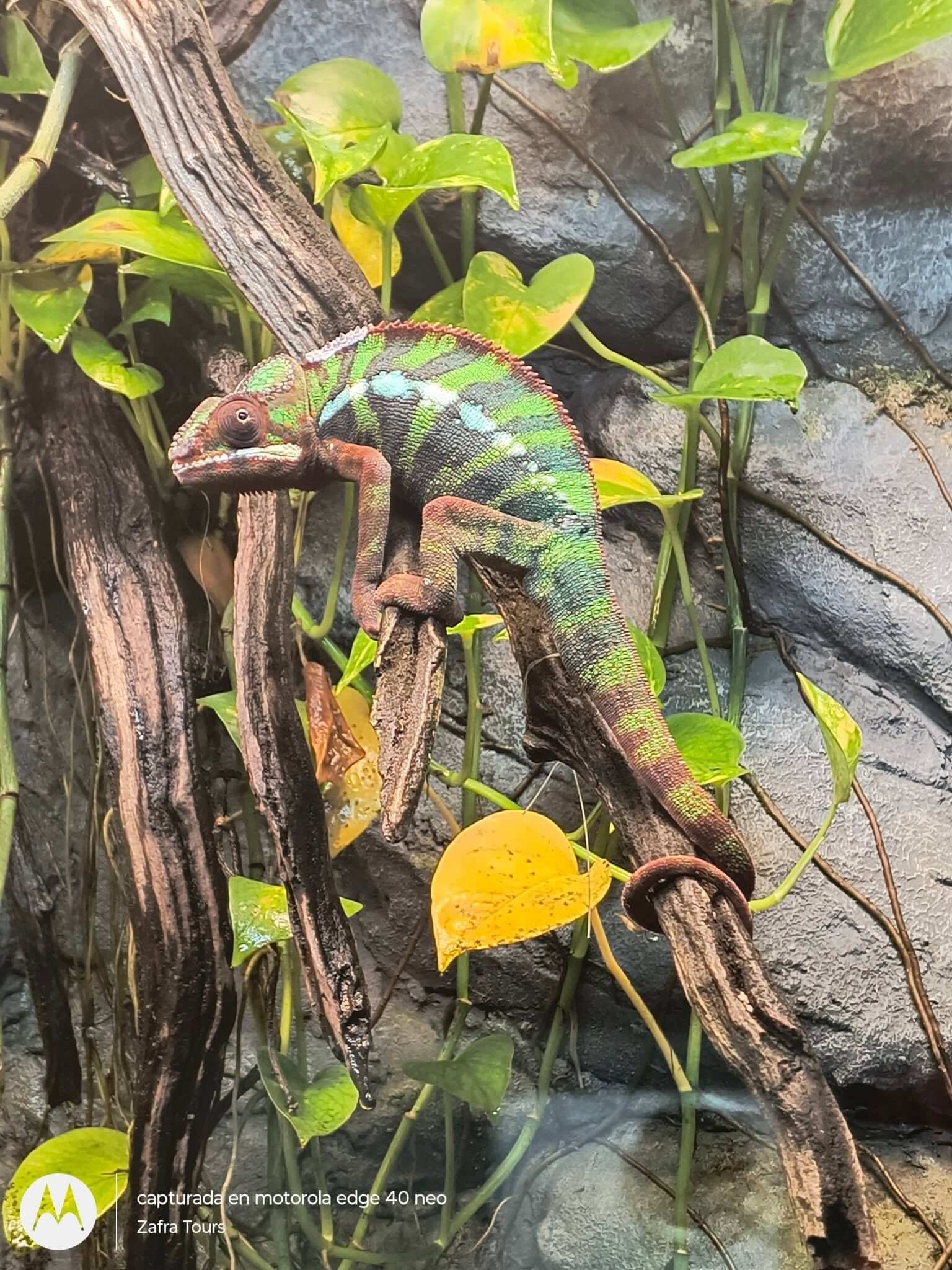 Zoológico y Vida Silvestre, Estado de México